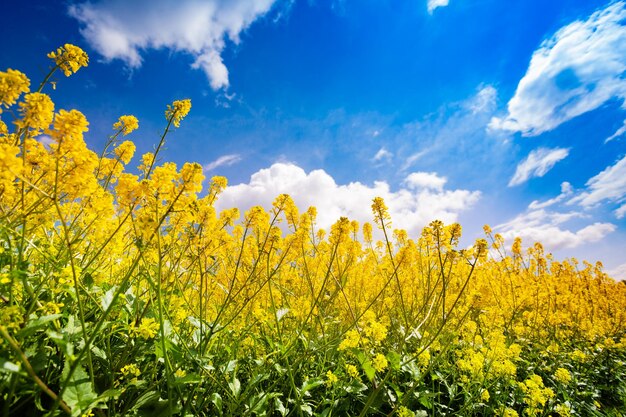 Des plantes à fleurs jaunes sur le champ contre le ciel