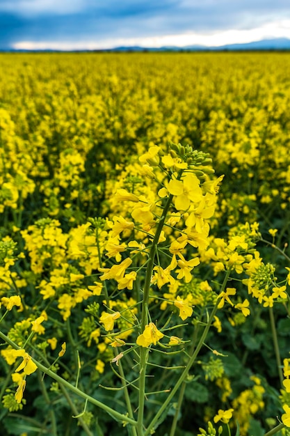 Photo plantes à fleurs jaunes sur le champ