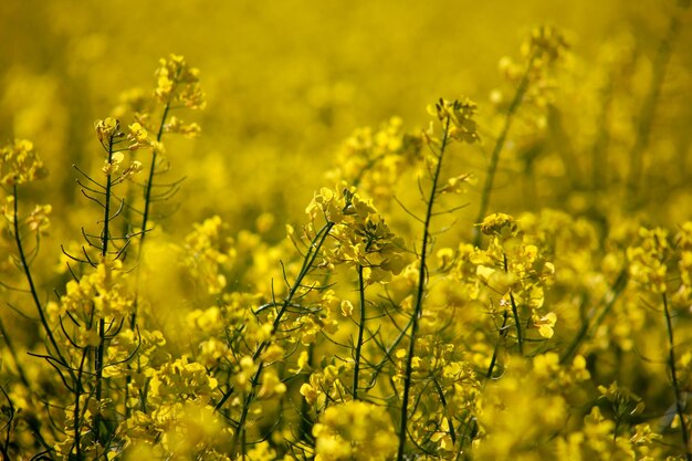 Photo plantes à fleurs jaunes sur le champ