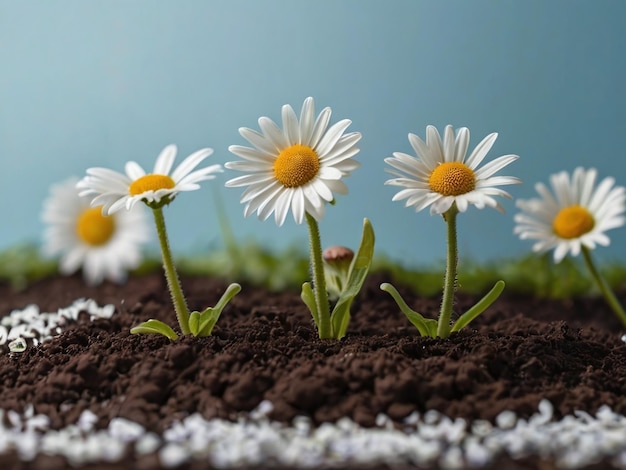 Photo plantes à fleurs de marguerite poussant sur un sol avec un fond bleu clair