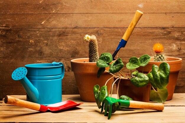 Plantes des fleurs et des pots sur un fond en bois