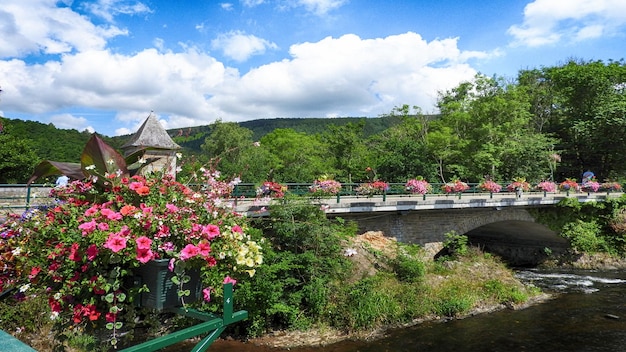 Des plantes en fleurs près des arbres contre le ciel