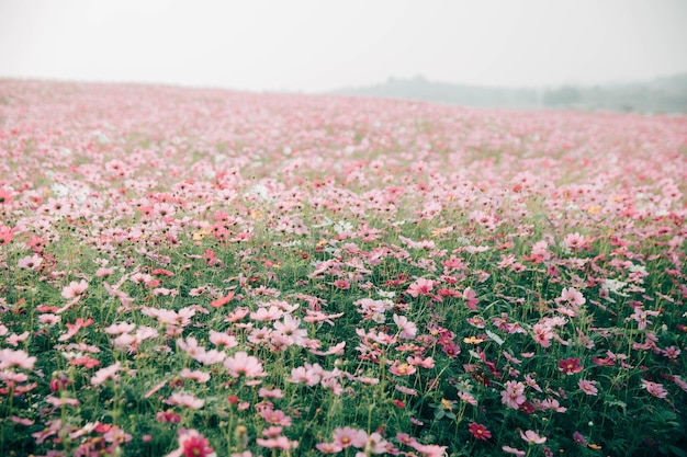 Des plantes à fleurs roses sur le champ contre le ciel