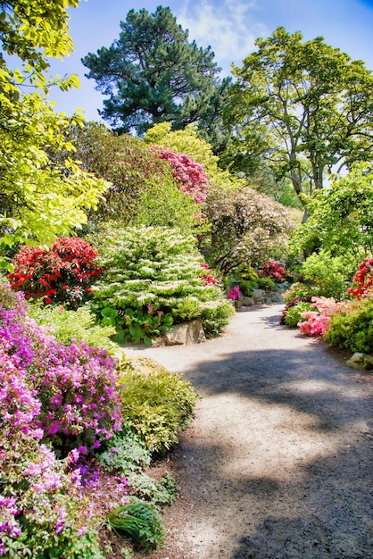 Plantes à fleurs roses dans le jardin
