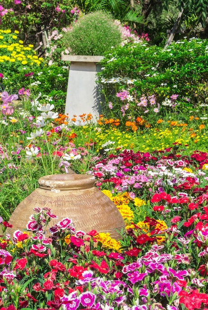 Photo plantes à fleurs roses dans le jardin