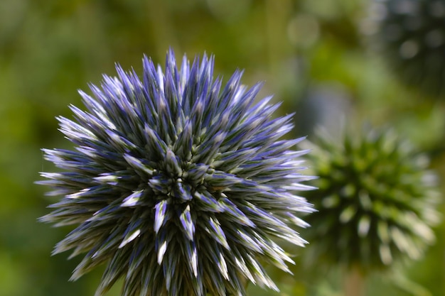 Plantes et fleurs sauvages sur fond vert en été