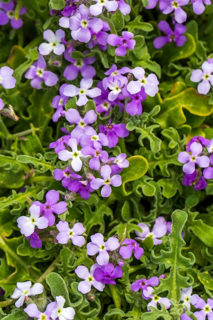 Plantes et fleurs sauvages ; nom scientifique; Matthiola tricuspidata. Lieu de prise de vue ; Izmir - Cesme - Turquie