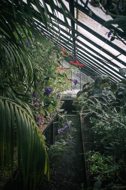 Photo plantes à fleurs en serre