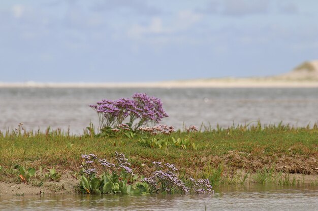 Des plantes à fleurs violettes au bord d'un lac contre le ciel