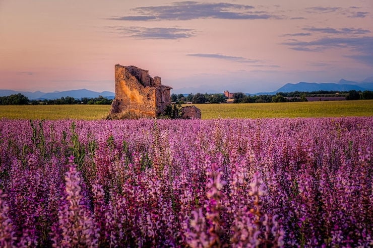 Photo des plantes à fleurs violettes sur le champ contre le ciel au coucher du soleil