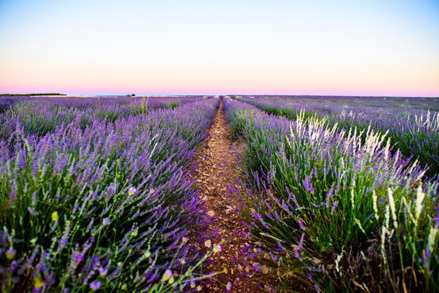 Photo des plantes à fleurs violettes sur le champ contre le ciel