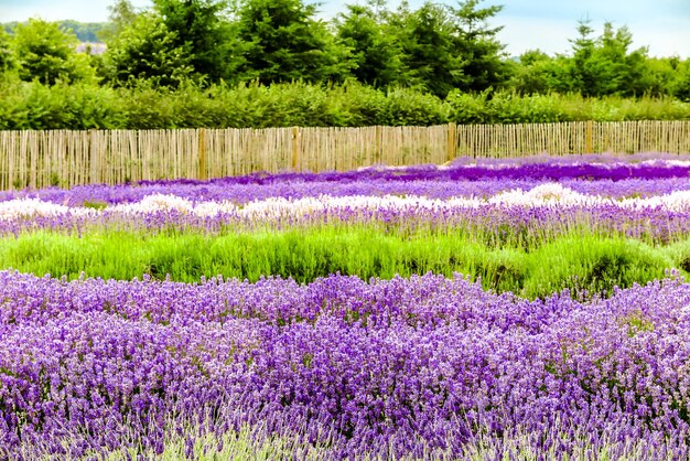 Photo plantes à fleurs violettes sur le champ