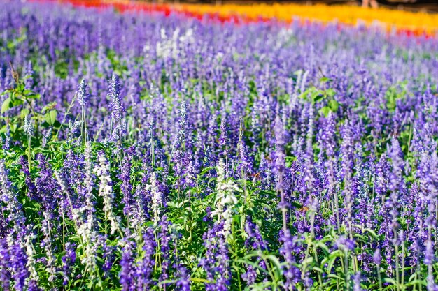 Plantes à fleurs violettes sur le champ