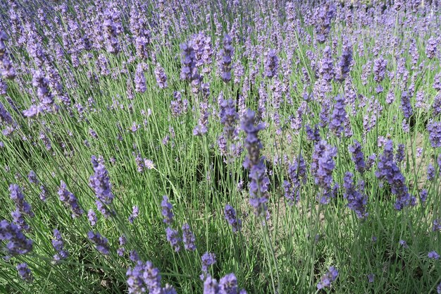 Plantes à fleurs violettes dans le champ