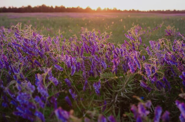 Photo plantes à fleurs violettes dans le champ