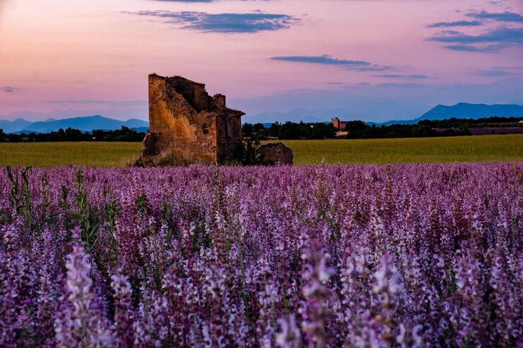 Photo des plantes à fleurs violettes sur la terre contre le ciel au coucher du soleil