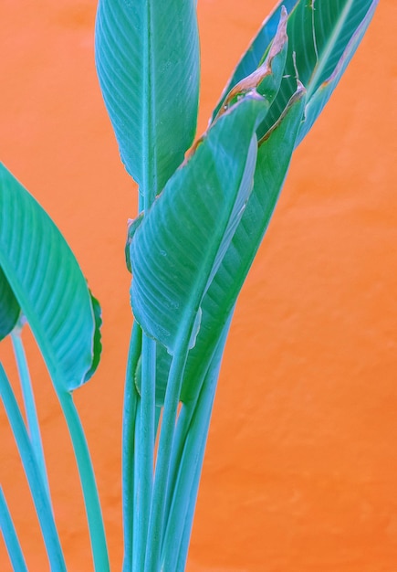 Plantes sur fond d'écran de mode rose. Feuille de palmier sur fond de mur rose. Conception tropicale minimale. Concept de détente de vacances de voyage. les îles Canaries