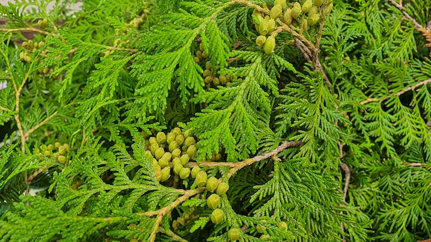 Plantes sur fond de pierre. Branches aux feuilles vertes, fleurs. Récolte d'été, chalet d'été. Arrière-plans