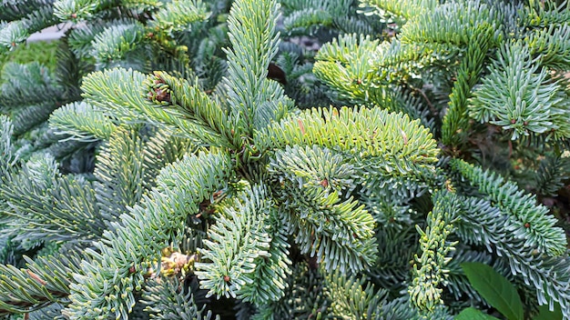 Plantes sur fond de pierre. Branches de pin, de thuya et d'épinette.