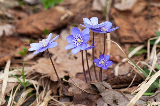 Plantes forestières au printemps dans la forêt la première forêt bleue fleurit au printemps