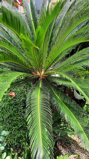 Plantes de fougères dans la cour de la maison qui sont assez grandes et belles