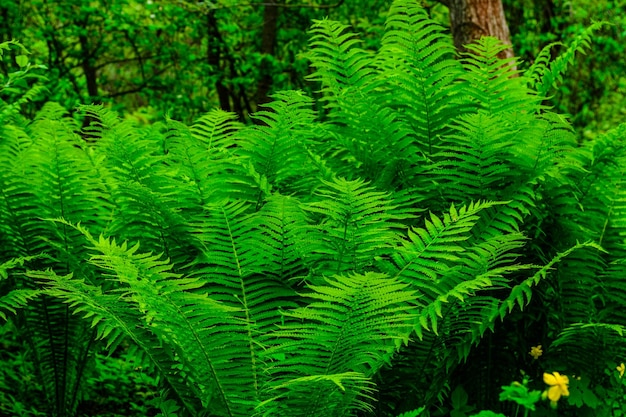 Plantes de fougères vertes dans la forêt au printemps