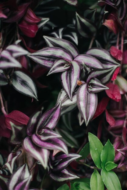 Plantes fraîches juteuses vertes dans des conditions de serre