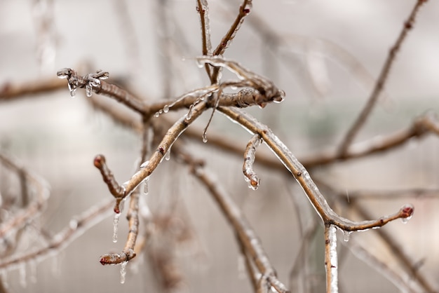 Plantes gelées recouvertes d&#39;une épaisse couche de glace