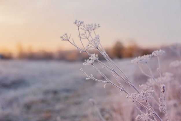 Plantes en givre sur le terrain d'hiver au coucher du soleil