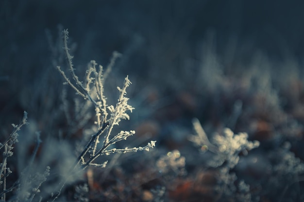 Plantes givrées dans la forêt au coucher du soleil. Image macro, faible profondeur de champ. Fond de belle nature hiver