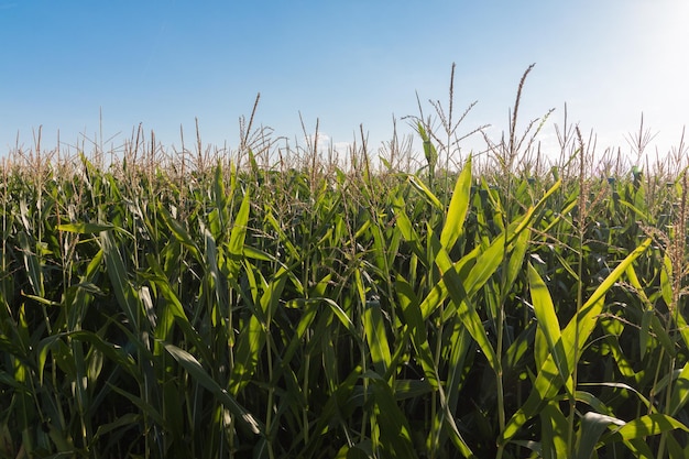 Plantes à grains verts sur une ferme ciel bleu ensoleillé