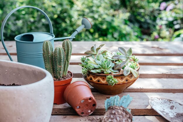 Plantes grasses et cactus en pot prêts à être replantés sur fond de bois