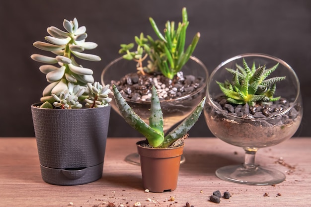 Plantes grasses en pots et florariums en verre sur la table Loisirs maison fleurs