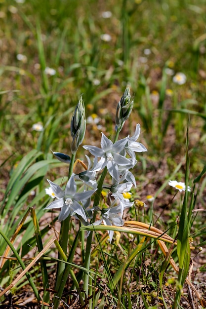 Plantes de Grèce Une plante tendre Ornithogalum nutans avec gros plan de fleurs blanches