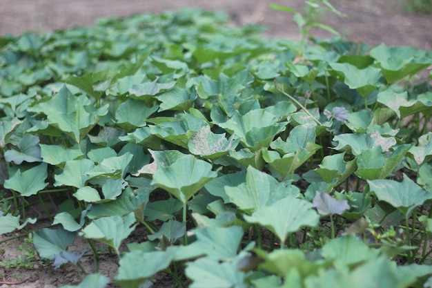 Plantes grimpantes aux feuilles vertes plants de patates douces dans le jardin