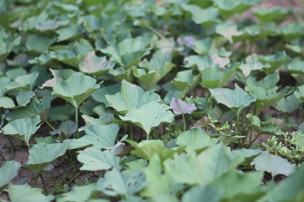 Plantes grimpantes aux feuilles vertes plants de patates douces