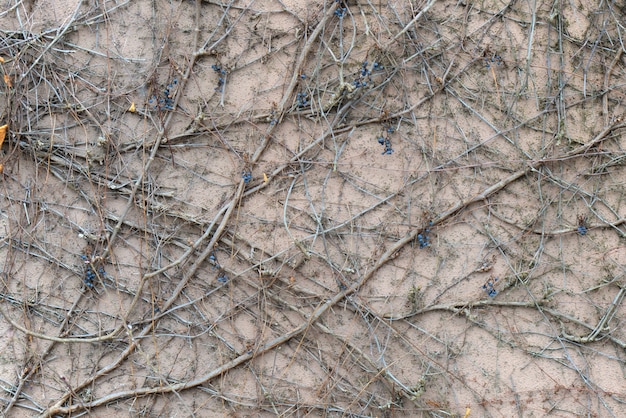 Plantes grimpantes avec des baies sèches sur le mur.