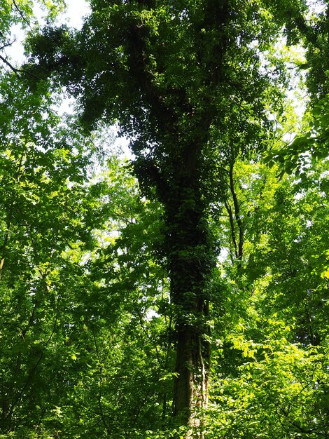 Plantes grimpantes sur des branches d'arbres dans une forêt européenne Serbie Parc national de Fruska Gora Une plante qui trouve un support vertical Antennes racines adventives pièces jointes La liane est la forme de vie des plantes