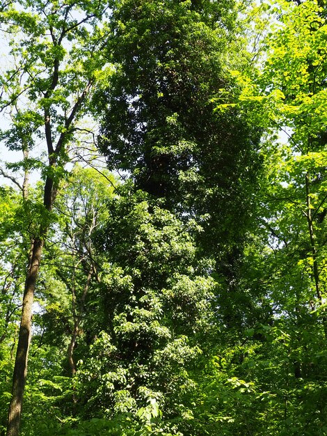 Plantes grimpantes sur des branches d'arbres dans une forêt européenne Serbie Parc national de Fruska Gora Une plante qui trouve un support vertical Antennes racines adventives pièces jointes La liane est la forme de vie des plantes