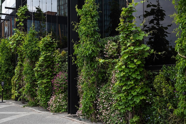 Plantes grimpantes devant la façade