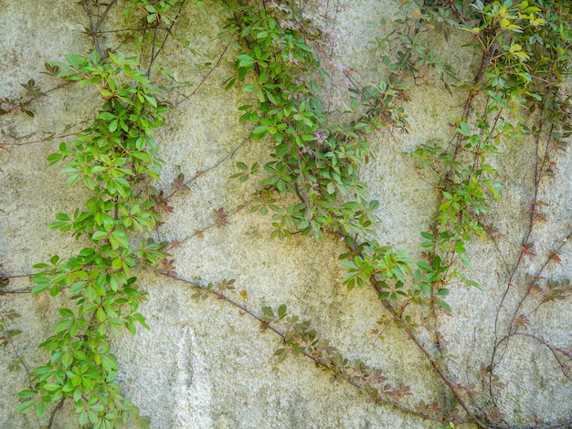 Plantes grimpantes enchevêtrées dans un mur de ciment Vignes sur le mur Bel endroit calme