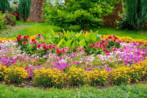 Plantes herbacées à croissance basse avec de belles fleurs roses délicates. Aménagement paysager.