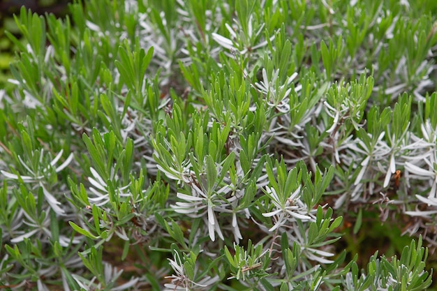 Plantes herbacées de cuisine Herbes aromatiques fraîches vertes Romarin Épices aromatiques poussant dans le jardin Gros plan de romarin vert