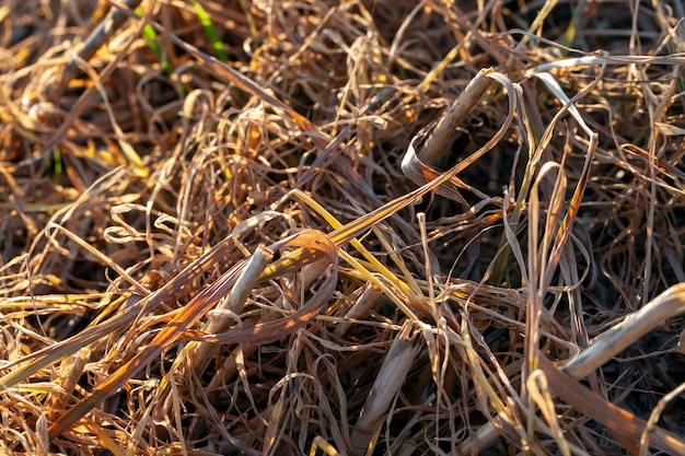 Les plantes et l'herbe jaunissent à l'automne sur un champ agricole