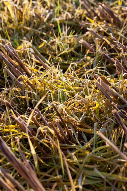 Les plantes et l'herbe jaunissent à l'automne sur un champ agricole