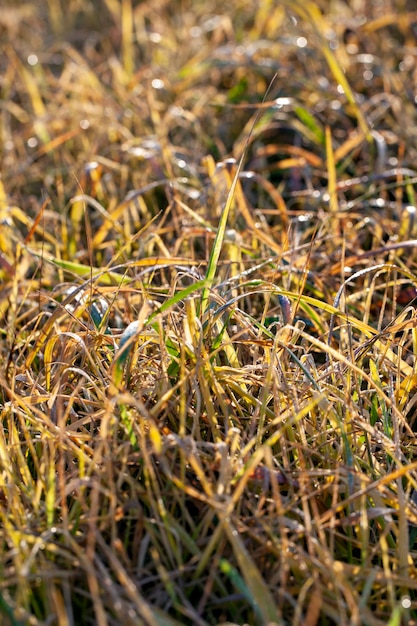 Les plantes et l'herbe jaunissent à l'automne sur un champ agricole