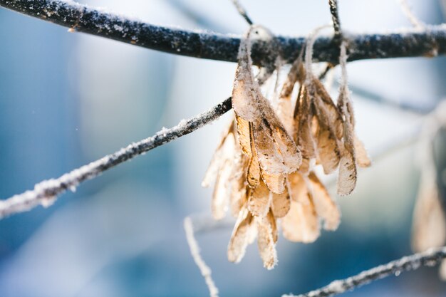 Plantes en hiver couvertes de givre et de neige