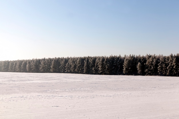 plantes en hiver