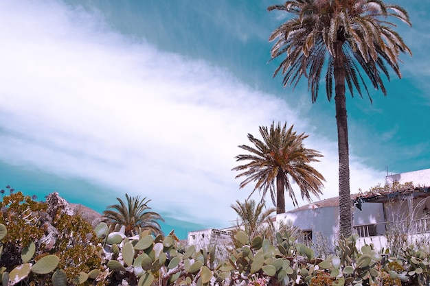 Plantes des îles Canaries Esthétique Jardin de cactus Palmier et paysage de campagne tropicale Bannière élégante de voyage et de nature
