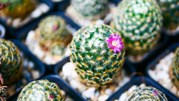 Plantes d'intérieur cactus et succulentes